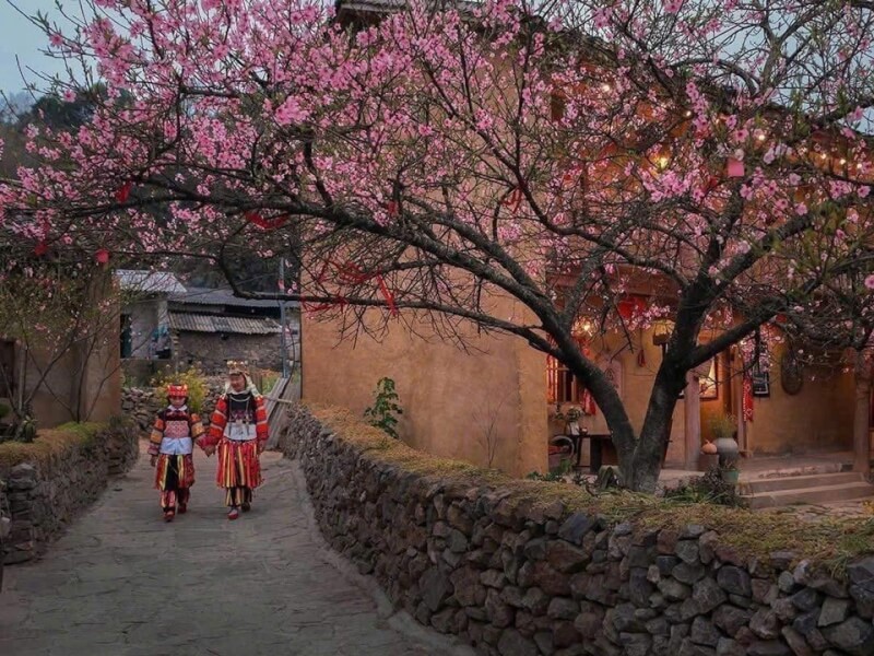 Cherry blossom festival