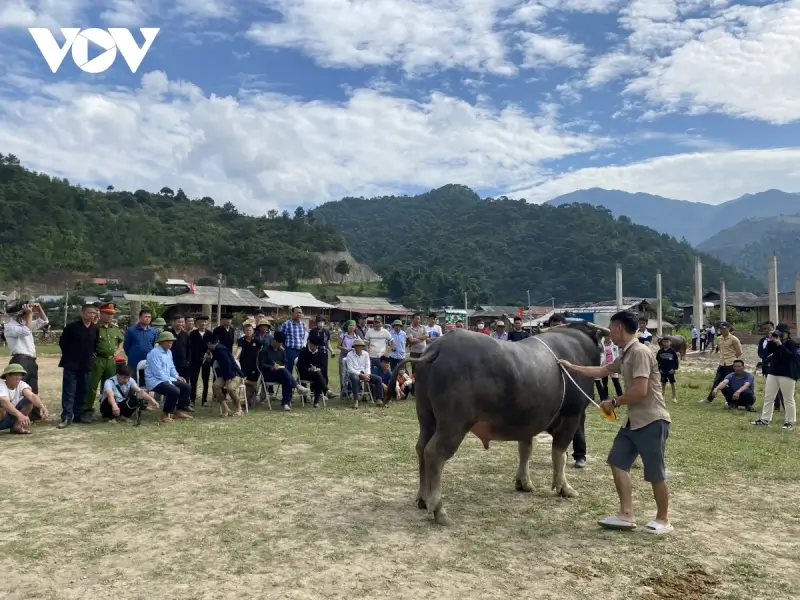 Lễ hội chọi trâu Sơn La