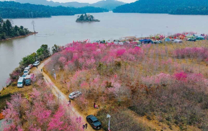  LỄ HỘI HOA ANH ĐÀO XÃ MƯỜNG PHĂNG NĂM 2026