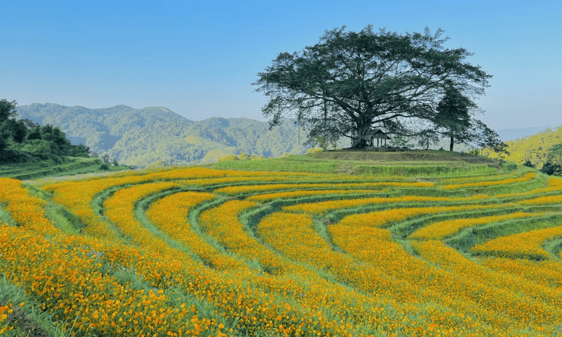 솜뭉 꽃동산