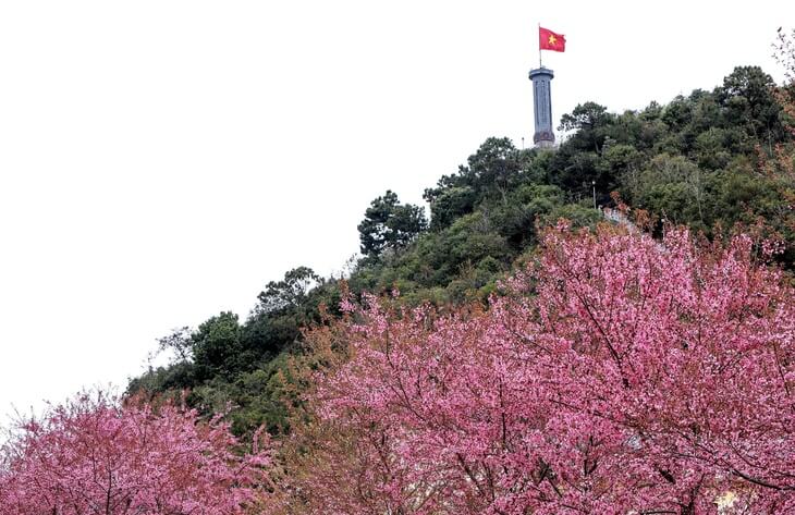 Cherry blossom festival