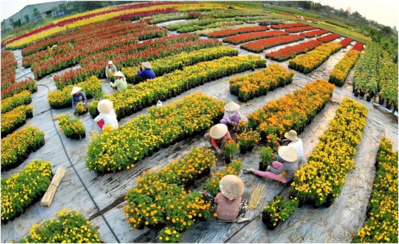 Festival Hoa – Kiểng Sa Đéc 2025