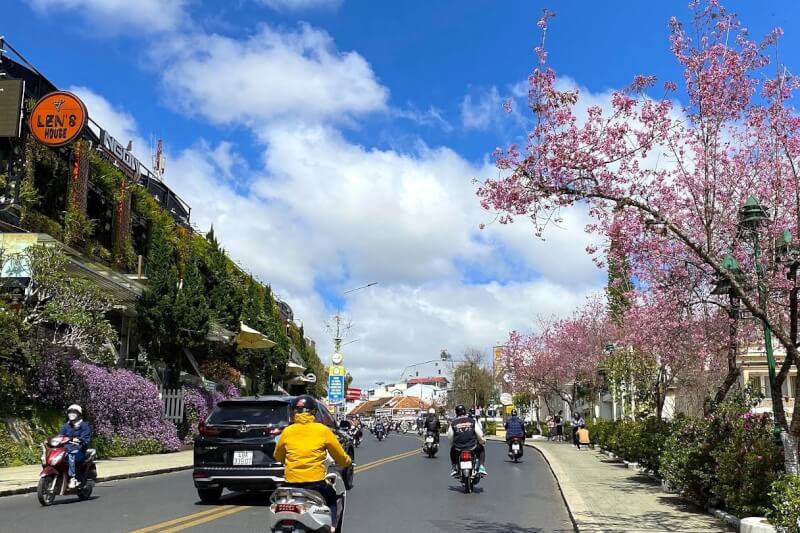 Lễ hội Mai Anh Đào - Đà Lạt xuân 2026