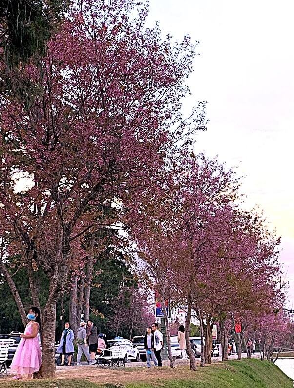 Lễ hội Mai Anh Đào - Đà Lạt xuân 2026