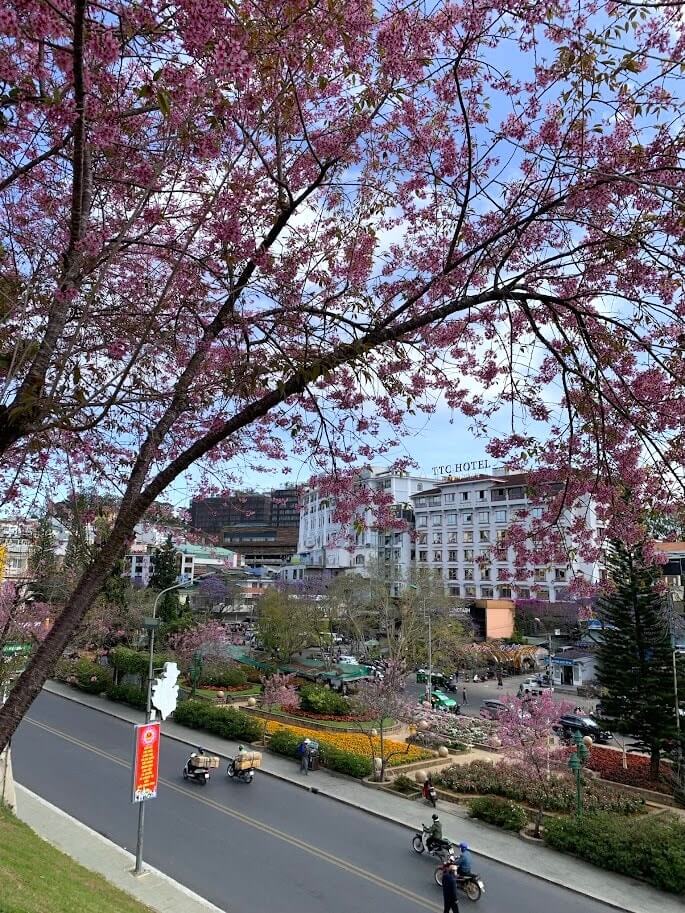 Lễ hội Mai Anh Đào - Đà Lạt xuân 2026