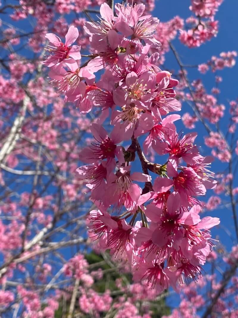 Lễ hội Mai Anh Đào - Đà Lạt xuân 2026