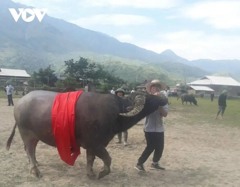 Lễ hội chọi trâu Sơn La