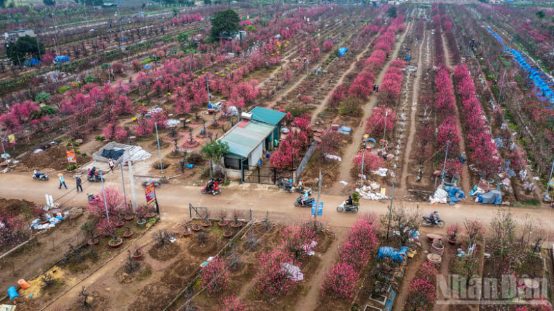 Lễ hội “Đào Nhật Tân – Sắc xuân Hồng Hà”