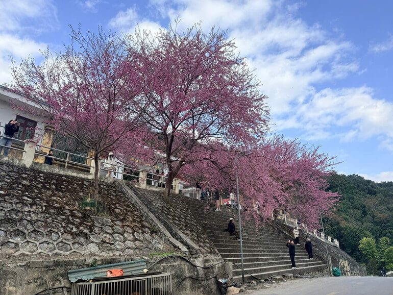 Cherry blossom festival