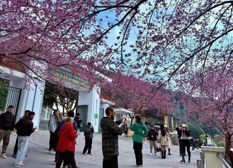Cherry blossom festival