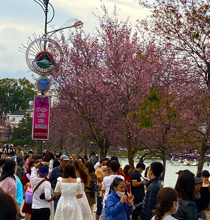 Lễ hội Mai Anh Đào - Đà Lạt xuân 2026