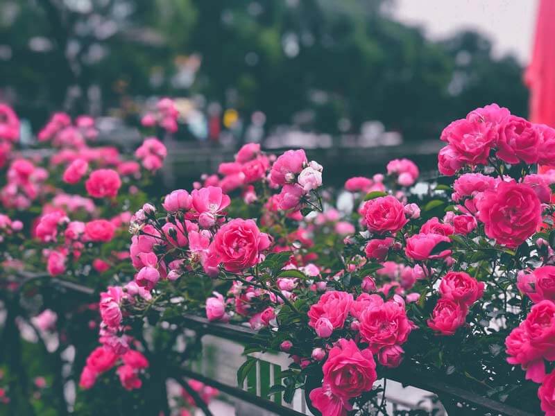 Lễ hội hoa hồng Sapa 2026