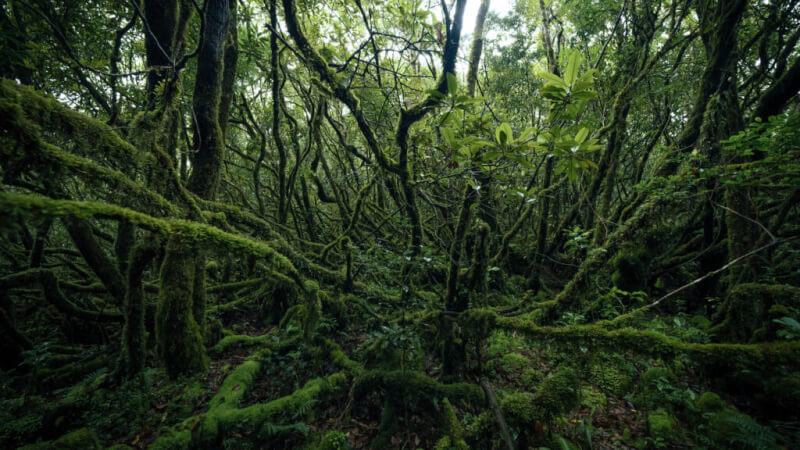 森の感謝祭オープニングフェスティバル2026