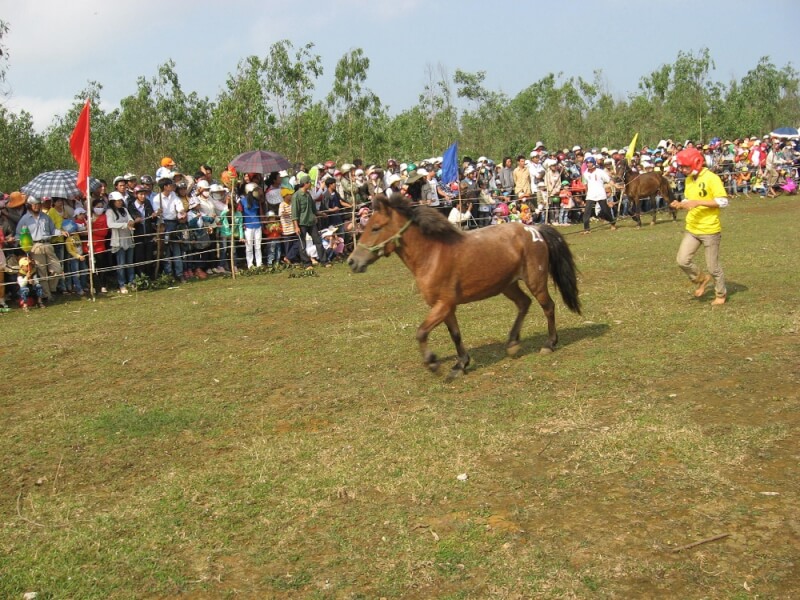 GO THINH HORSE RACING FESTIVAL