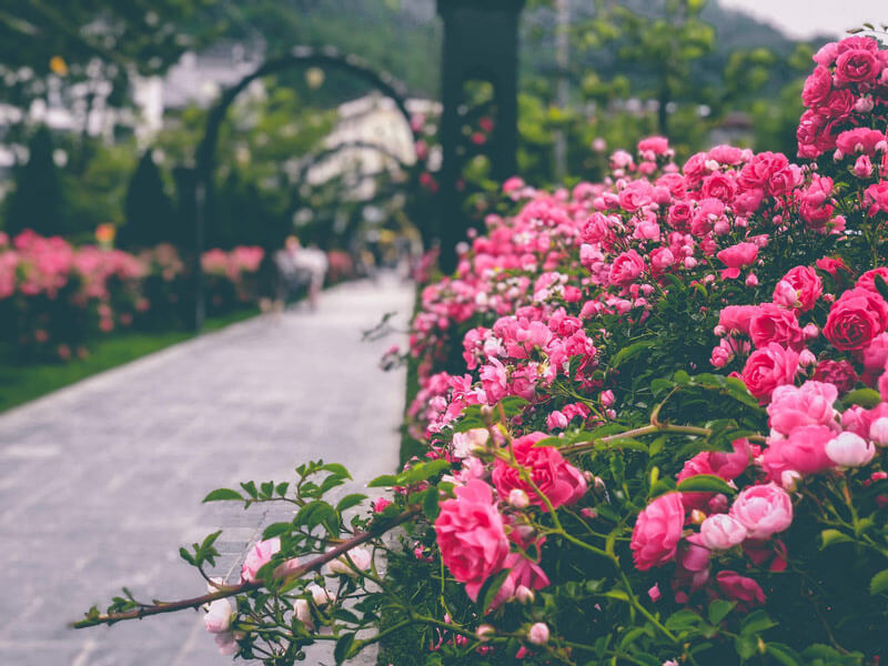 Lễ hội hoa hồng Sapa 2026