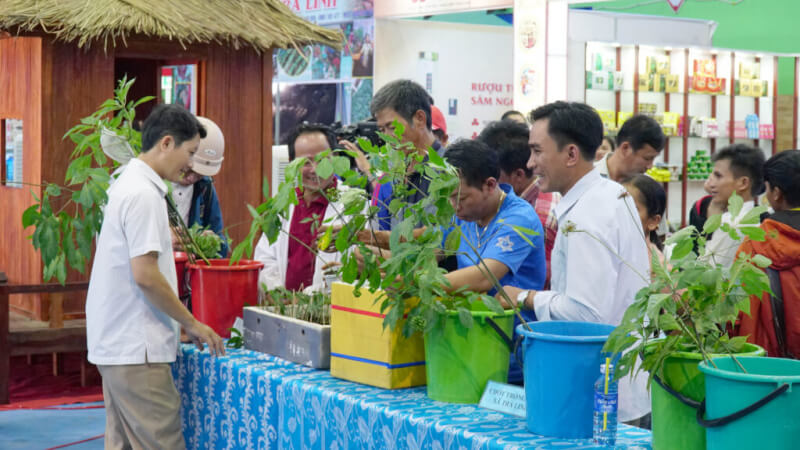 International Ngoc Linh Ginseng Festival