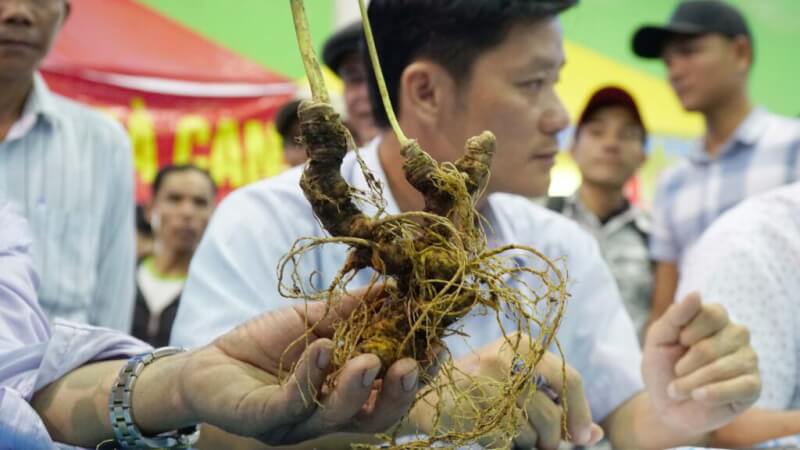 International Ngoc Linh Ginseng Festival