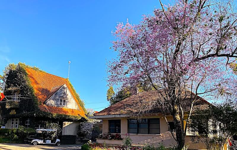 Lễ hội Mai Anh Đào - Đà Lạt xuân 2026