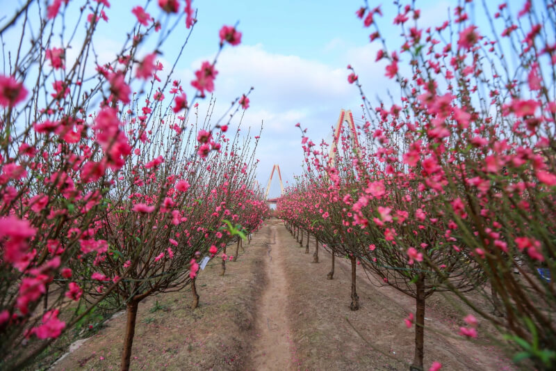 Lễ hội “Đào Nhật Tân – Sắc xuân Hồng Hà”