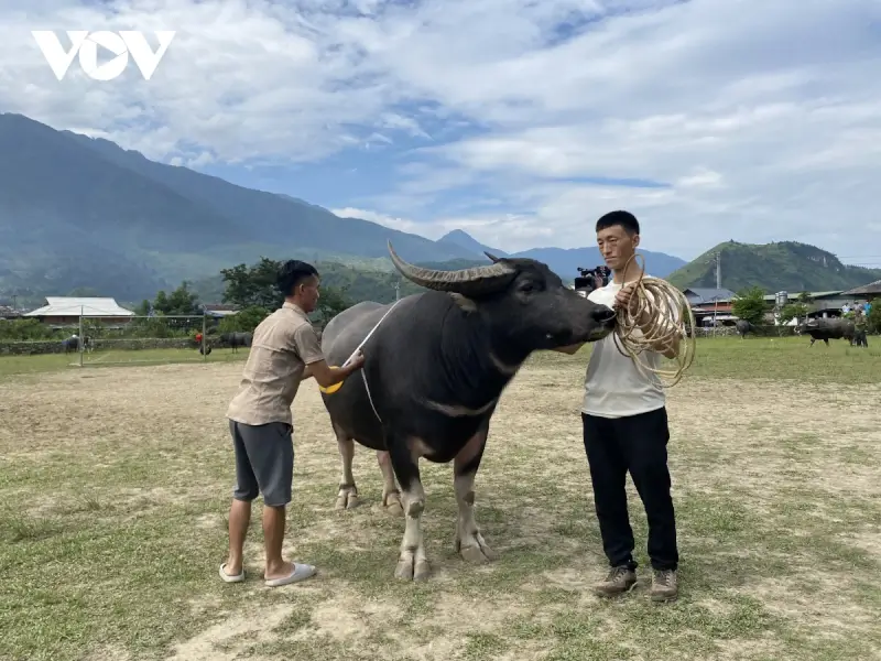 Lễ hội chọi trâu Sơn La