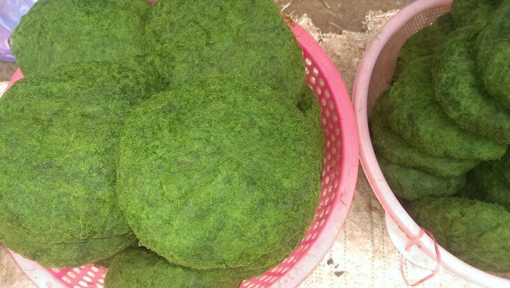 2025年第一届采苔节