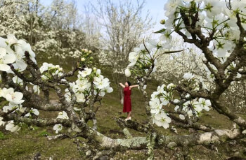 Le flower festival in Hong Thai commune