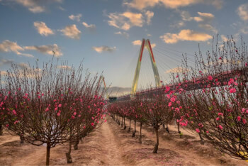 Lễ hội “Đào Nhật Tân – Sắc xuân Hồng Hà”