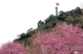 Cherry blossom festival