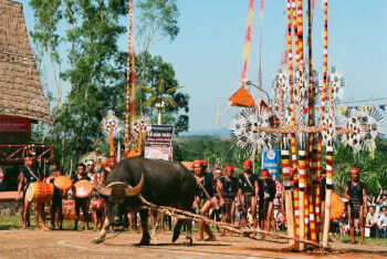 Buffalo stabbing festival of the Bana people