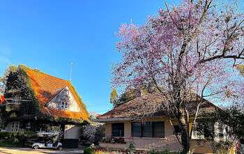 Lễ hội Mai Anh Đào - Đà Lạt xuân 2026