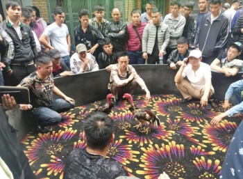 Ngu Xa village festival