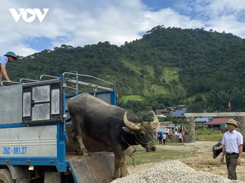 Lễ hội chọi trâu Sơn La