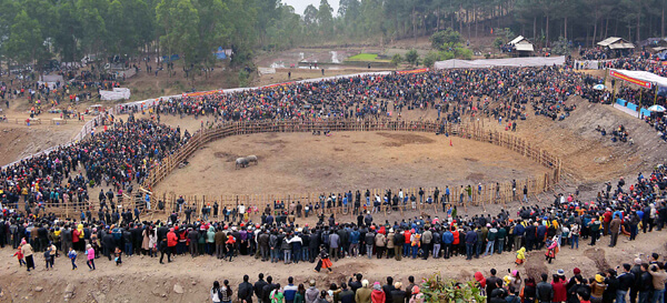Lễ hội chọi trâu Sơn La
