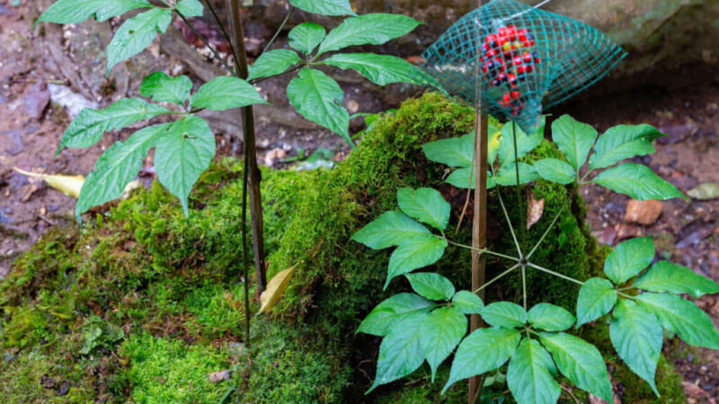 International Ngoc Linh Ginseng Festival