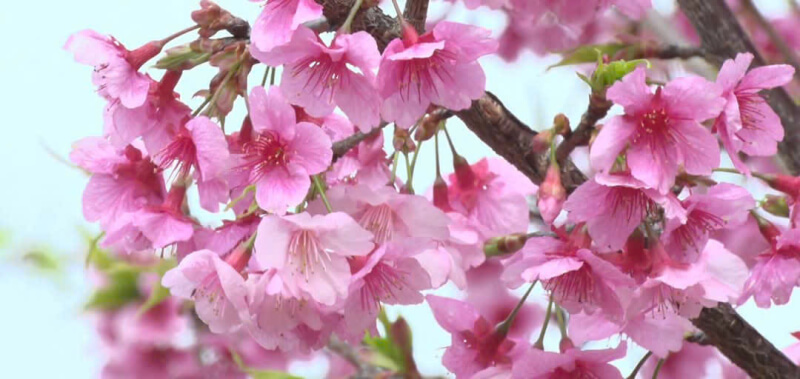  LỄ HỘI HOA ANH ĐÀO XÃ MƯỜNG PHĂNG NĂM 2026