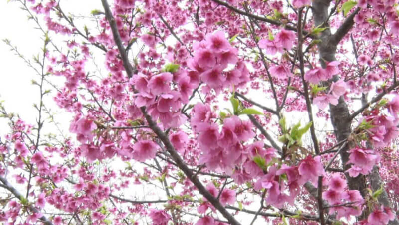  LỄ HỘI HOA ANH ĐÀO XÃ MƯỜNG PHĂNG NĂM 2026