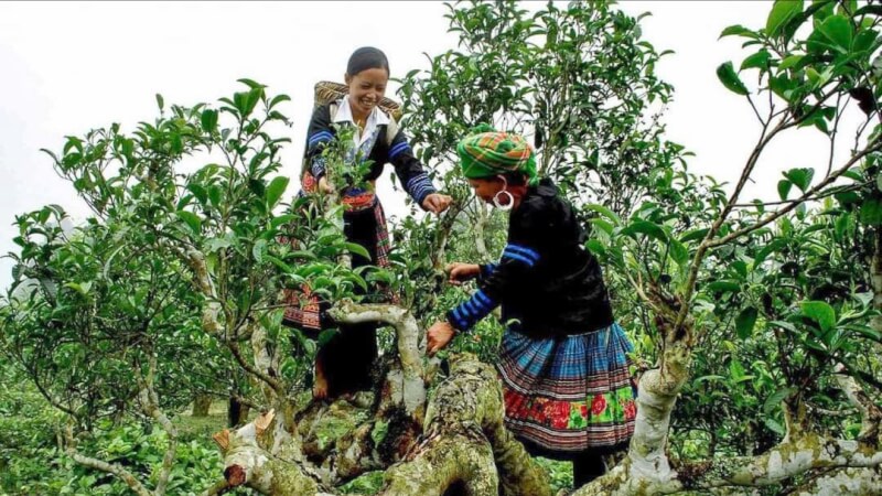 Lễ hội Trà Shan tuyết