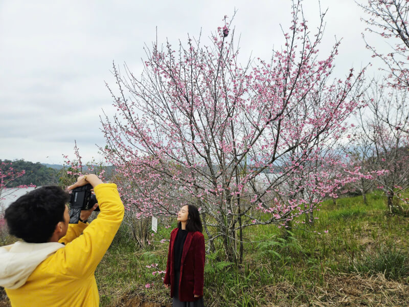 LỄ HỘI HOA ANH ĐÀO XÃ MƯỜNG PHĂNG NĂM 2026