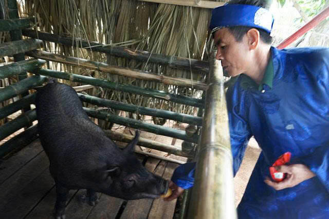 Lễ hội bắt lợn Ông Cầu