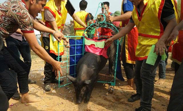 Lễ hội bắt lợn Ông Cầu