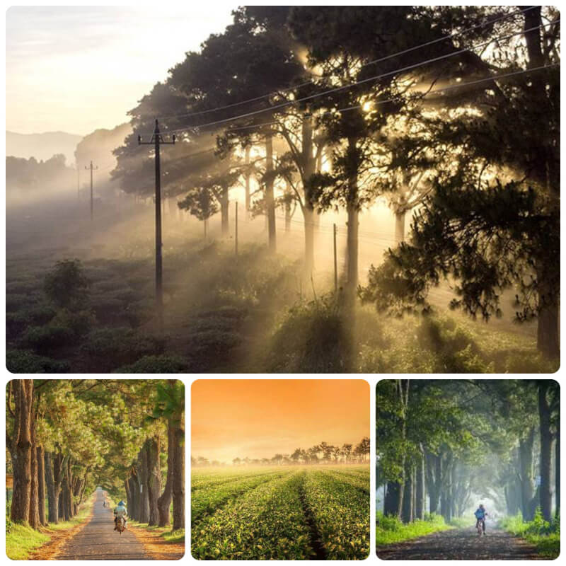 BIỂN HỒ CHÈ GIA LAI: LẠC BƯỚC GIỮA CON ĐƯỜNG HÀN QUỐC