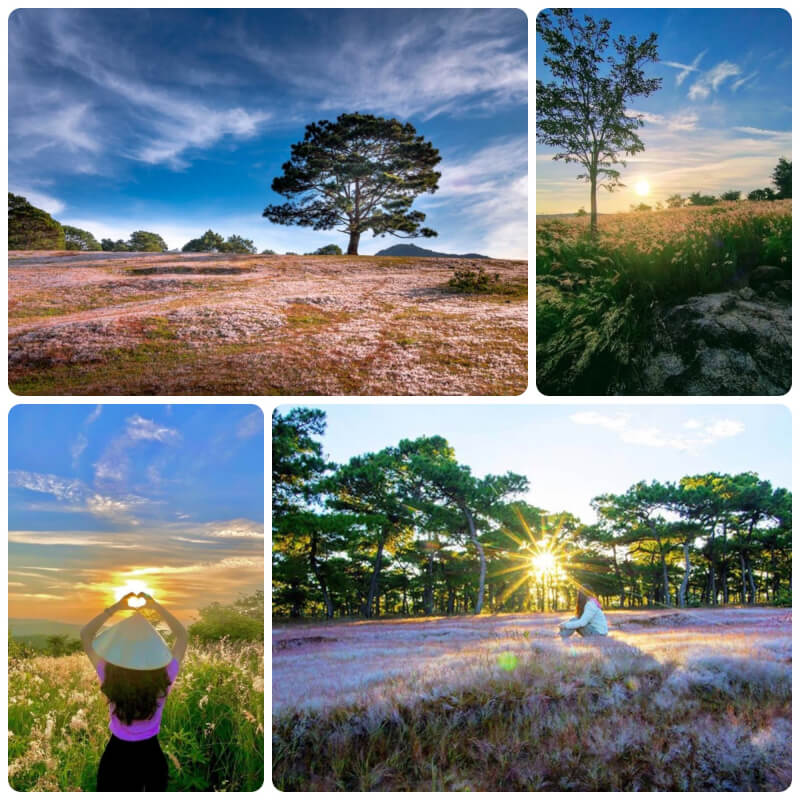 CHƯ SÊ MÙA CỎ HỒNG: VẺ ĐẸP THIÊN NHIÊN CỦA GIA LAI