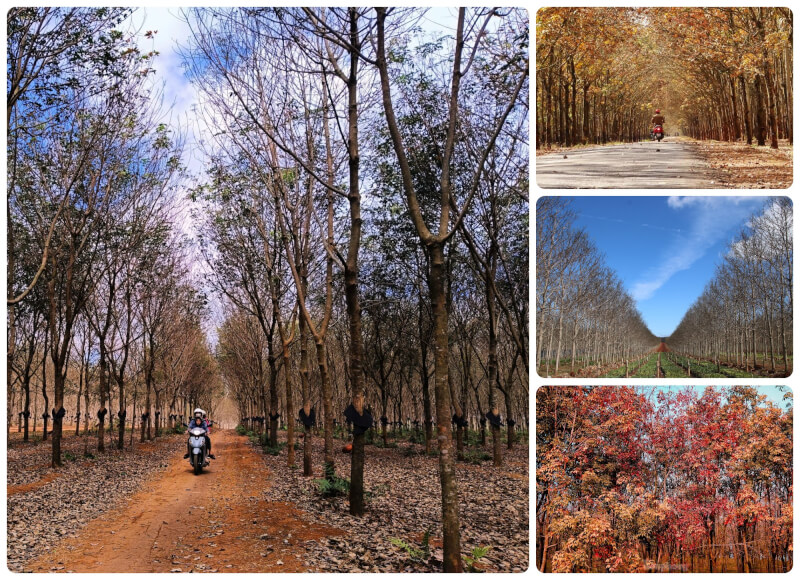 RỪNG CAO SU MÙA THAY LÁ - VẺ ĐẸP LẶNG LẼ CỦA GIA LAI