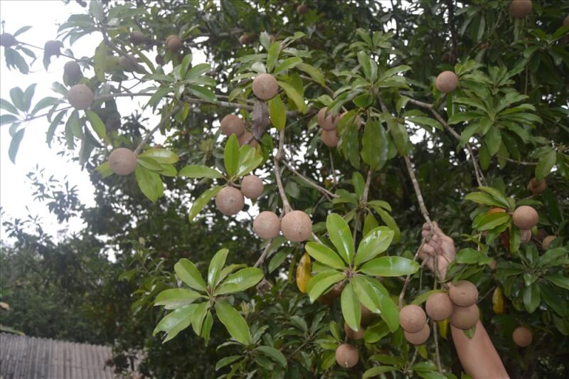 Hồng Xiêm Xuân Đỉnh: Sản Vật Quý Từ Vùng Đất Bắc Từ Liêm