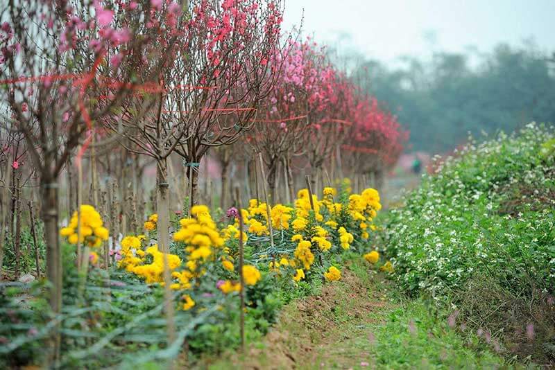 Nhật Tân - Bản Giao Hưởng Của Sắc Hoa Và Nắng Xuân Hà Nội