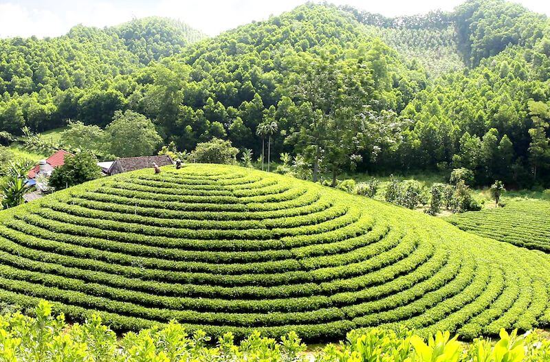 Đồi chè Tân Cương Thái Nguyên