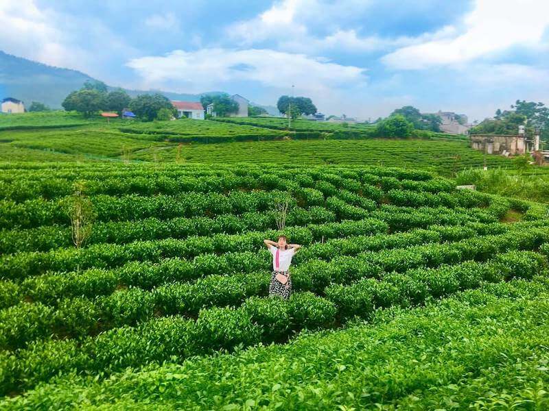 Đồi chè Tân Cương