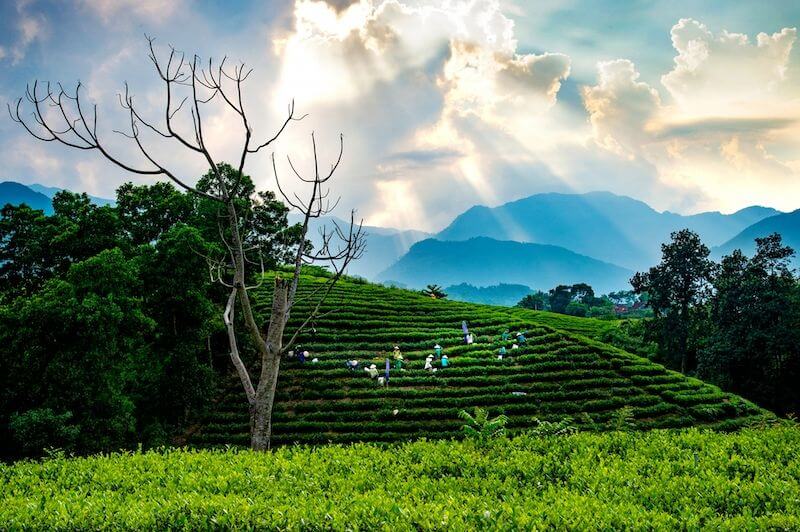 Đón bình minh trên nương chè