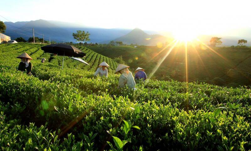 Trải nghiệm hái chè cùng người dân bản địa