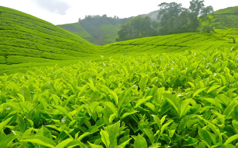 Tham quan xưởng sao chè truyền thống